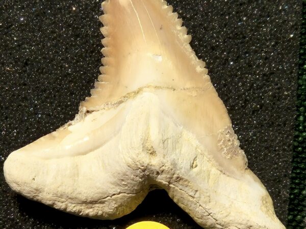 Hemipristis Miocène Ica