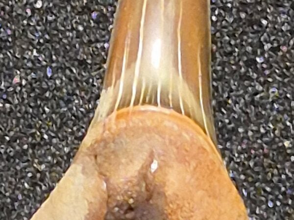 Dent requin Odontapsis