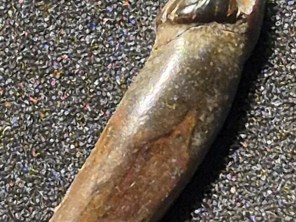 Dent de phoque Pérou