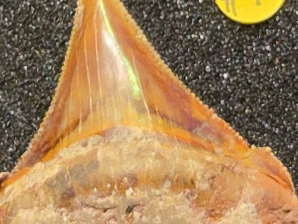 Dent grand requin blanc