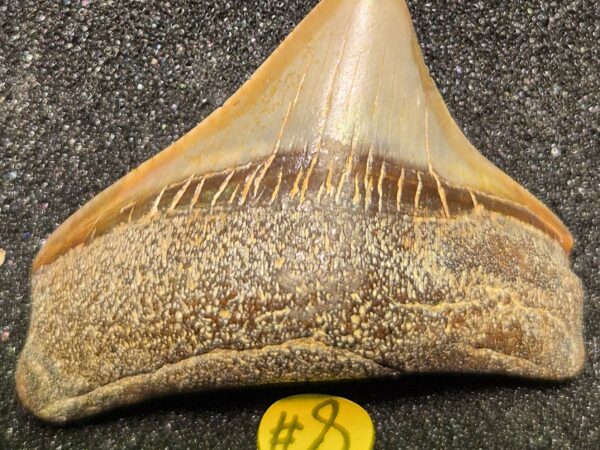 Grand Requin Otodus megalodon 