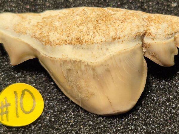 Otodus obliquus pathologie