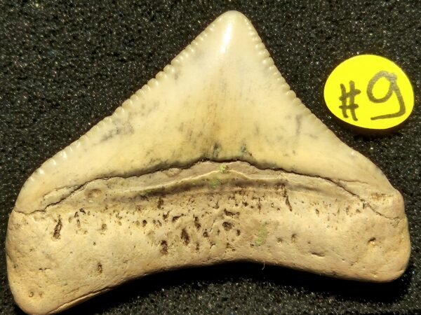 Otodus Megalodon juvénile