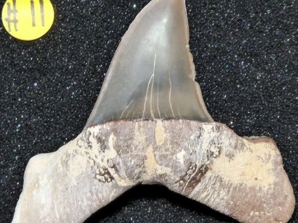 Isurus hastalis Pérou