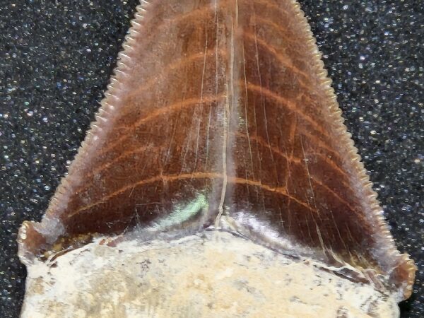 Dent Carcharodon Lomas