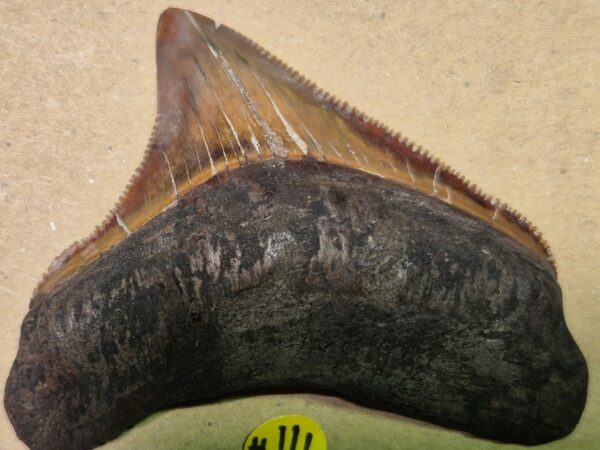 Carcharodon juvénile