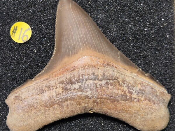 Dent carcharodon Ica