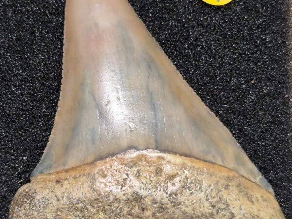 Dent de requin Carcharias 4