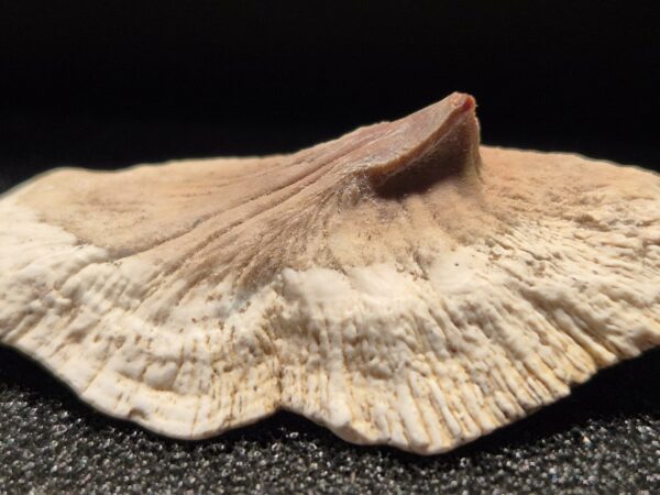 Plaque Osseuse de Poisson