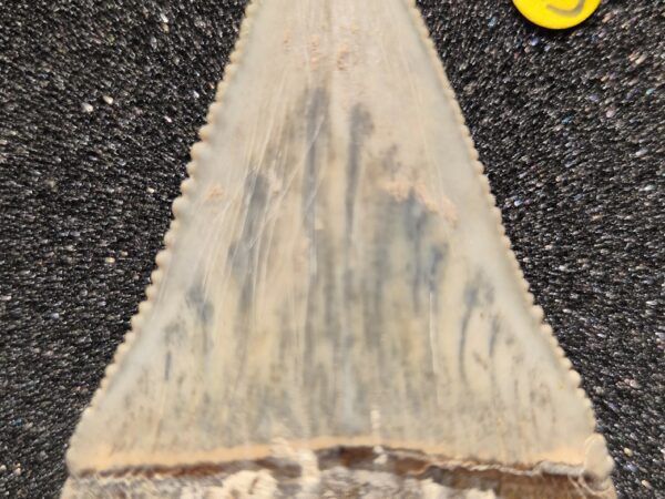 Carcharias Carcharias