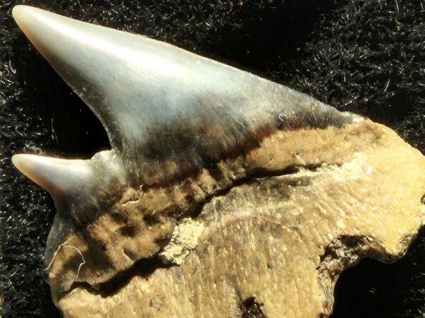 Dent de requin Hexanchus