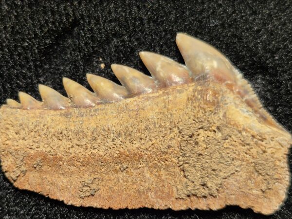 Hexanchus dent latérale