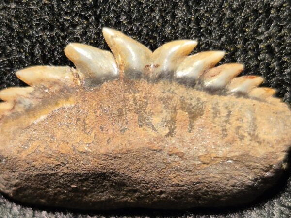 Hexanchus dent du milieu