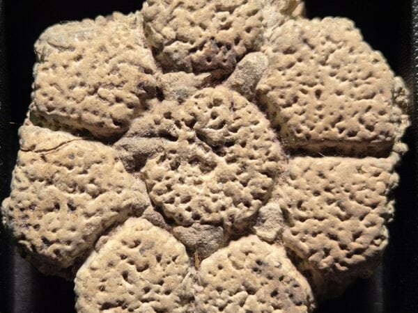 Plaque Osseuse de Glyptodon