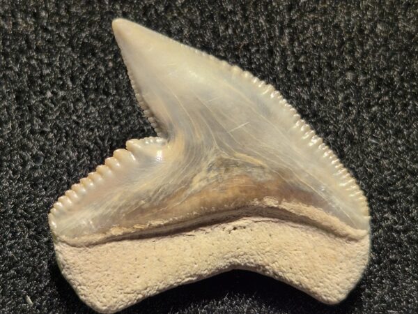 Hemipristis Miocène Pérou