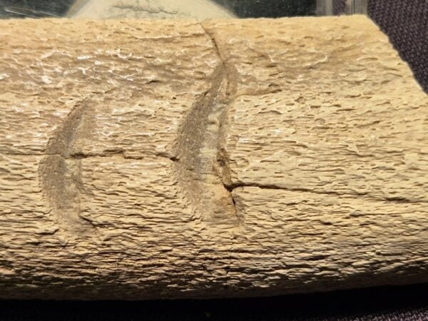 Côte Mordue par Otodus megalodon