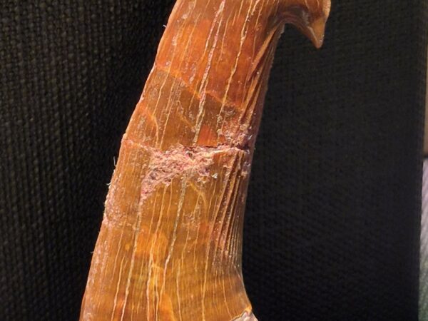 Onchopristis numidus