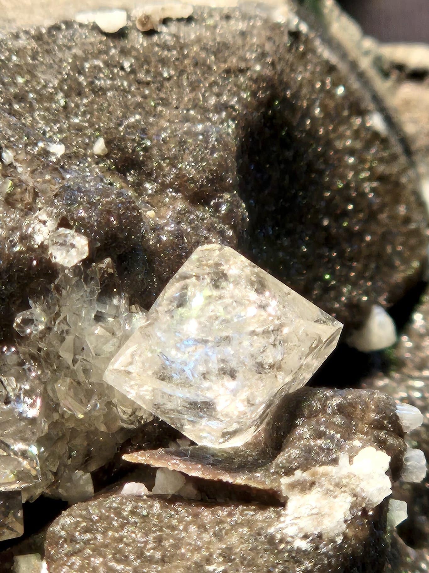 Septarias à Quartz