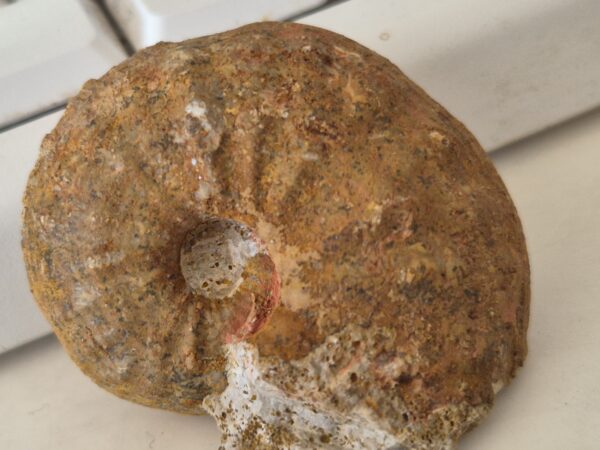 Phlycticeras pustulatum Callovien