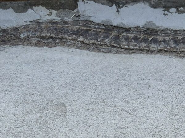 poisson aiguille syngnathus