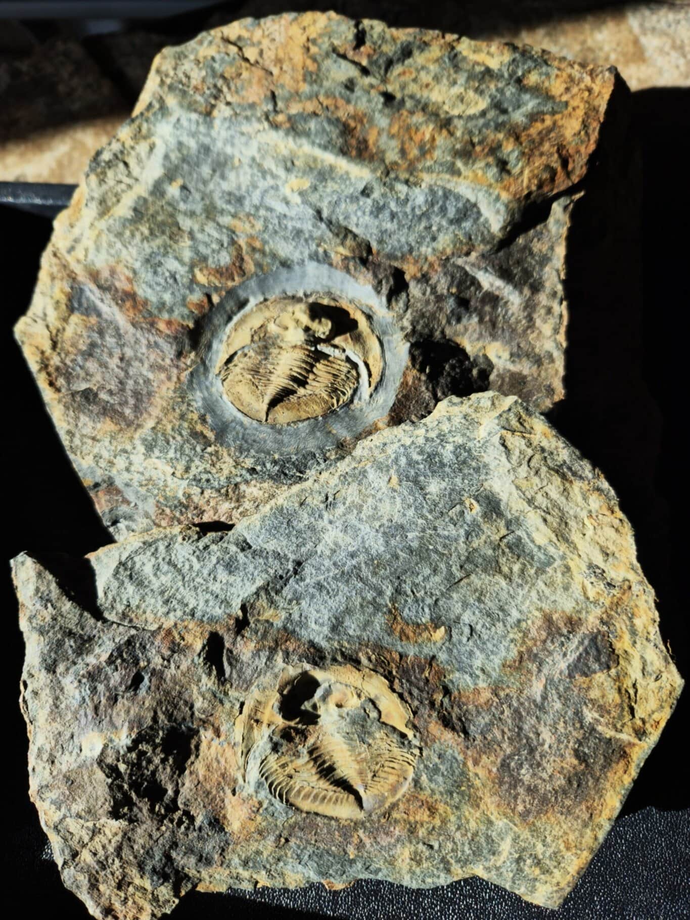 Nobilasaphus nobilis – Image 2