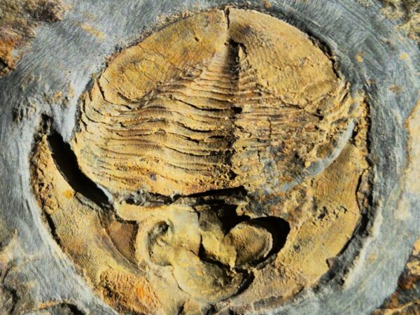 Nobilasaphus nobilis