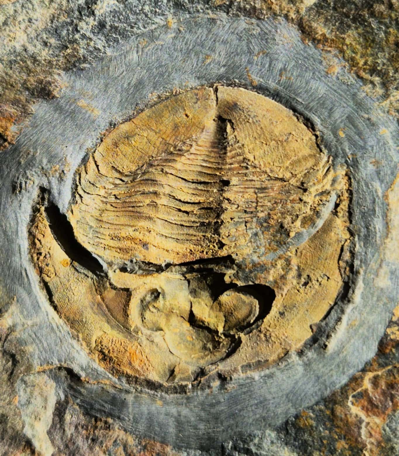 Nobilasaphus nobilis