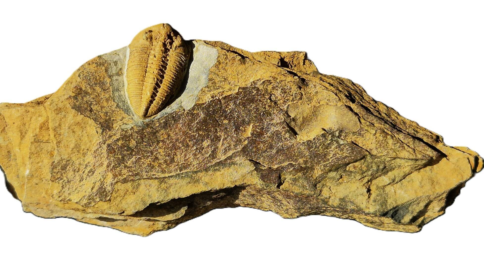 Zeliskea – Image 2