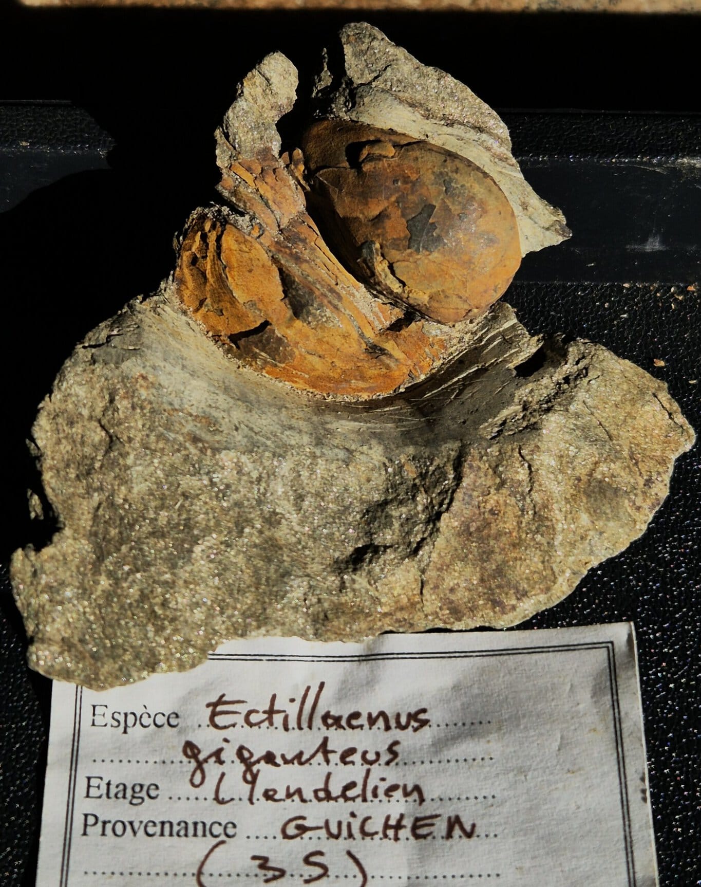 Ectillaneus giganteus