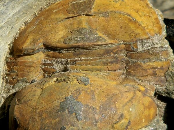 Ectillaneus giganteus