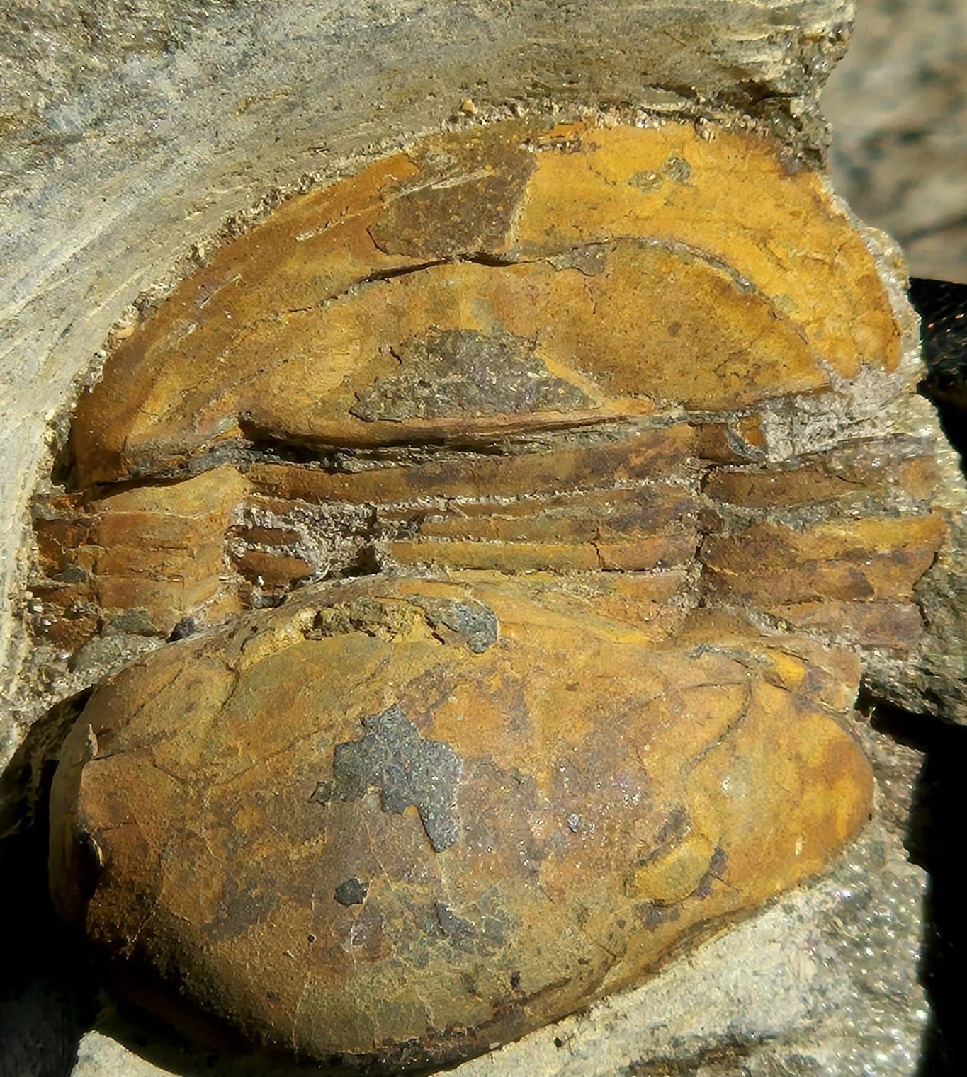 Ectillaneus giganteus