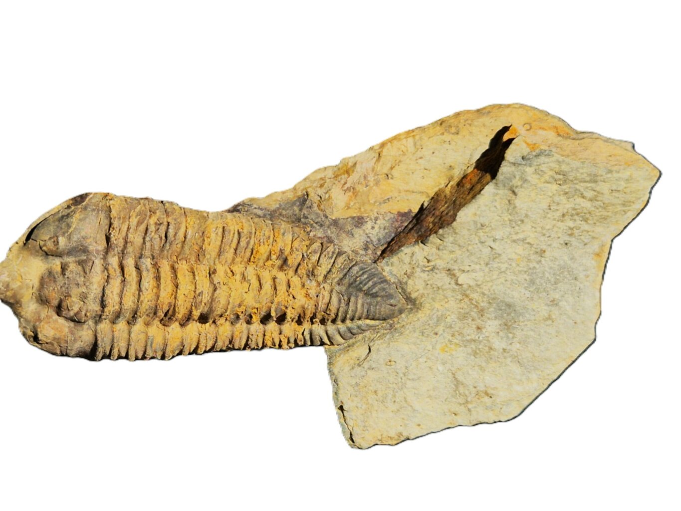 Neseuretus de l'ordovicien – Image 3