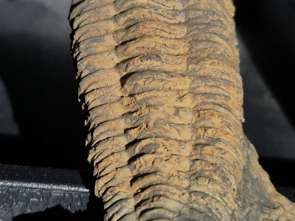 Neseuretus de l'ordovicien