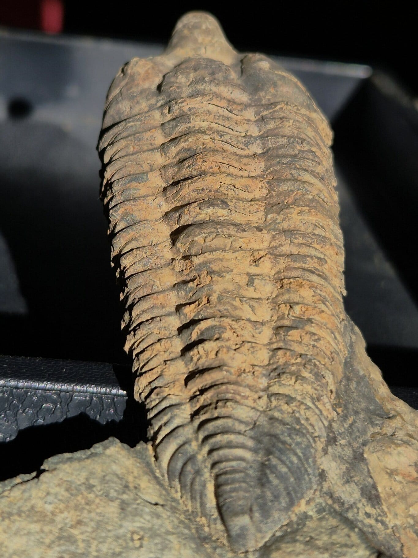 Neseuretus de l'ordovicien