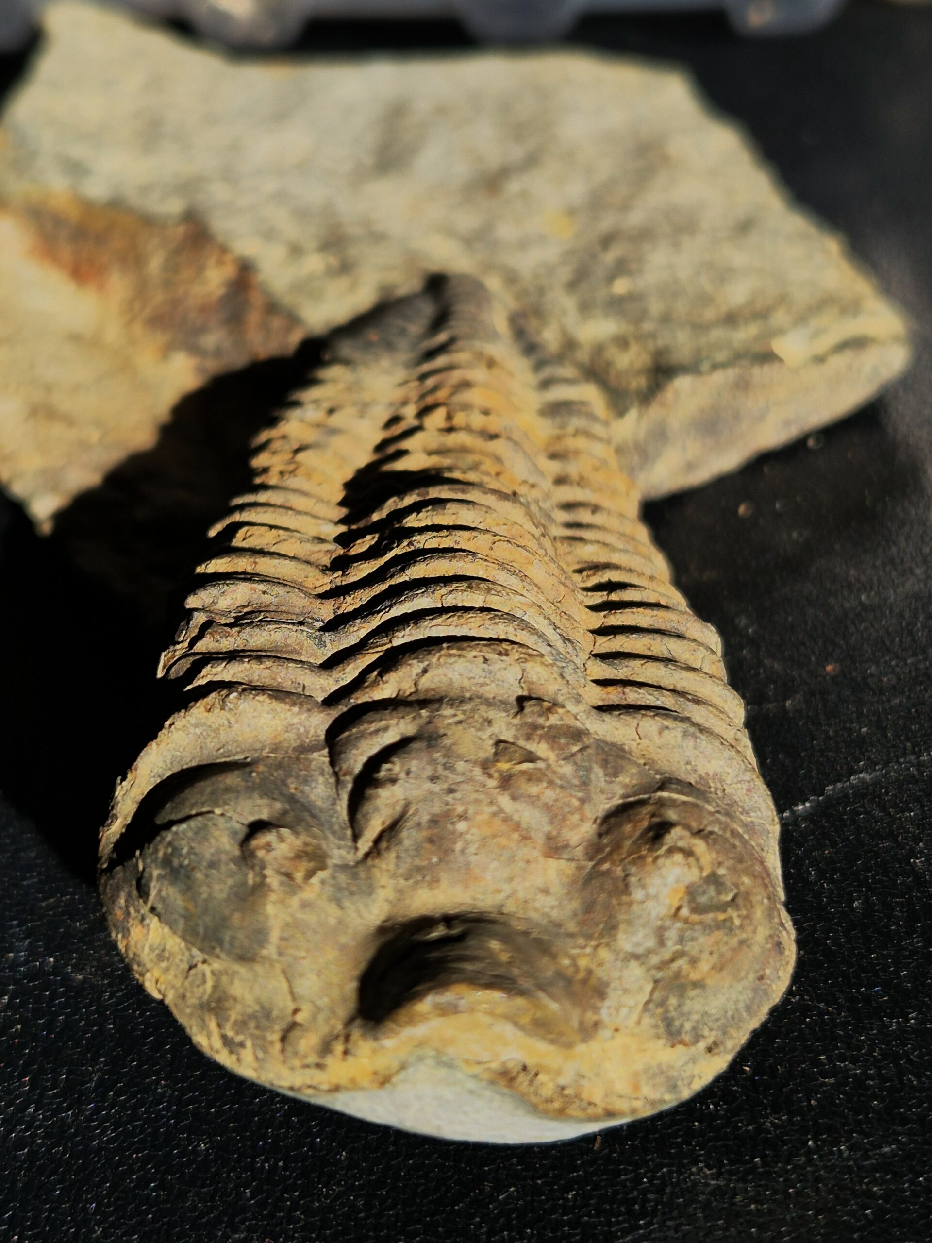 Neseuretus de l'ordovicien – Image 2