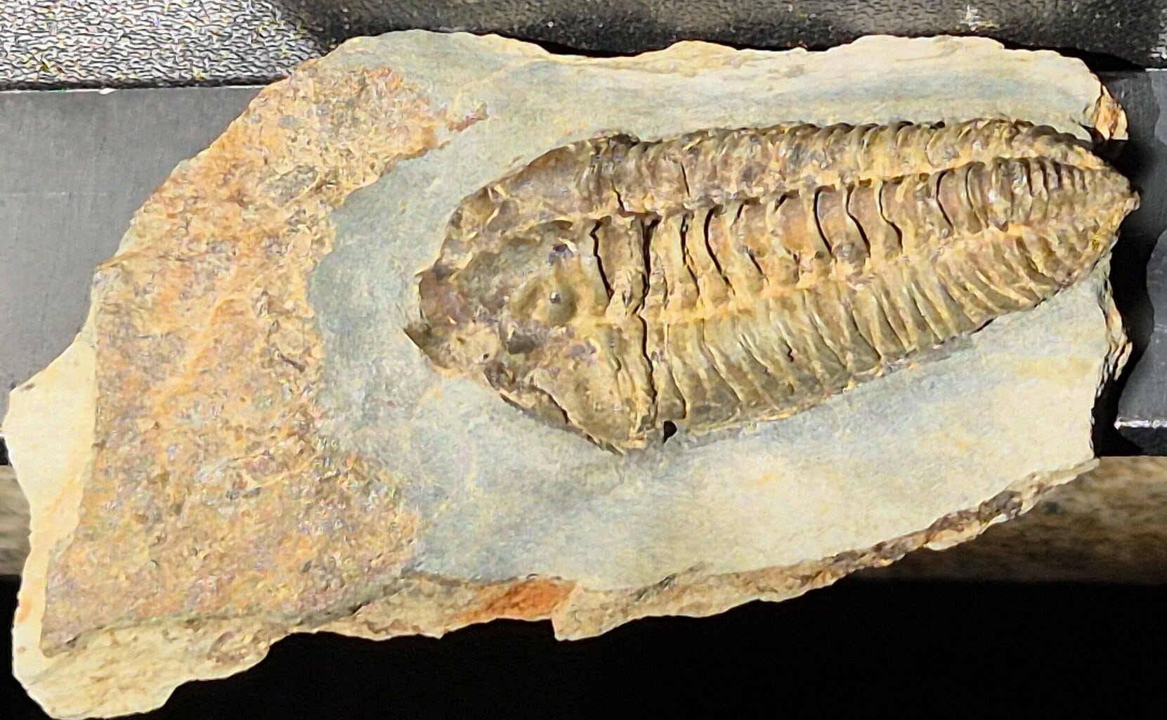 Neseuretus du llandelien