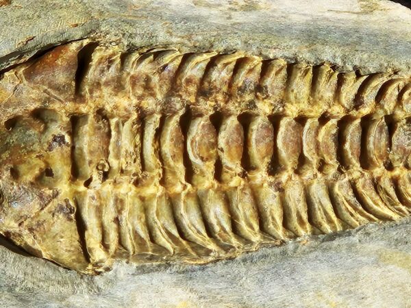 Neseuretus du llandelien