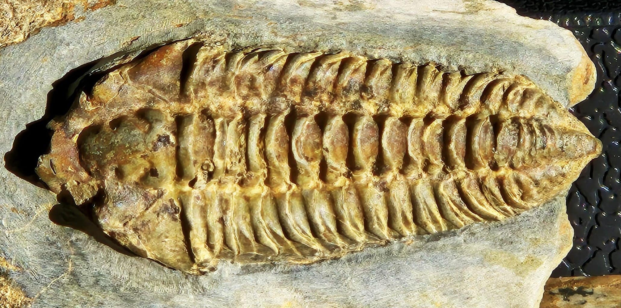 Neseuretus du llandelien