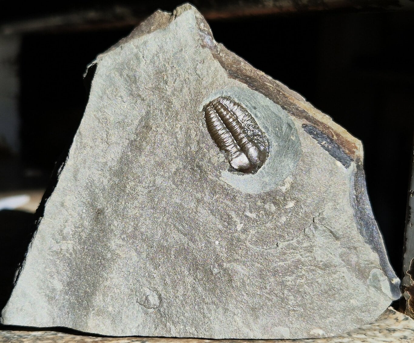 Ellipsocephalus hoffi – Image 2