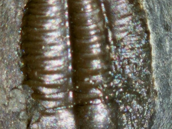 Ellipsocephalus hoffi