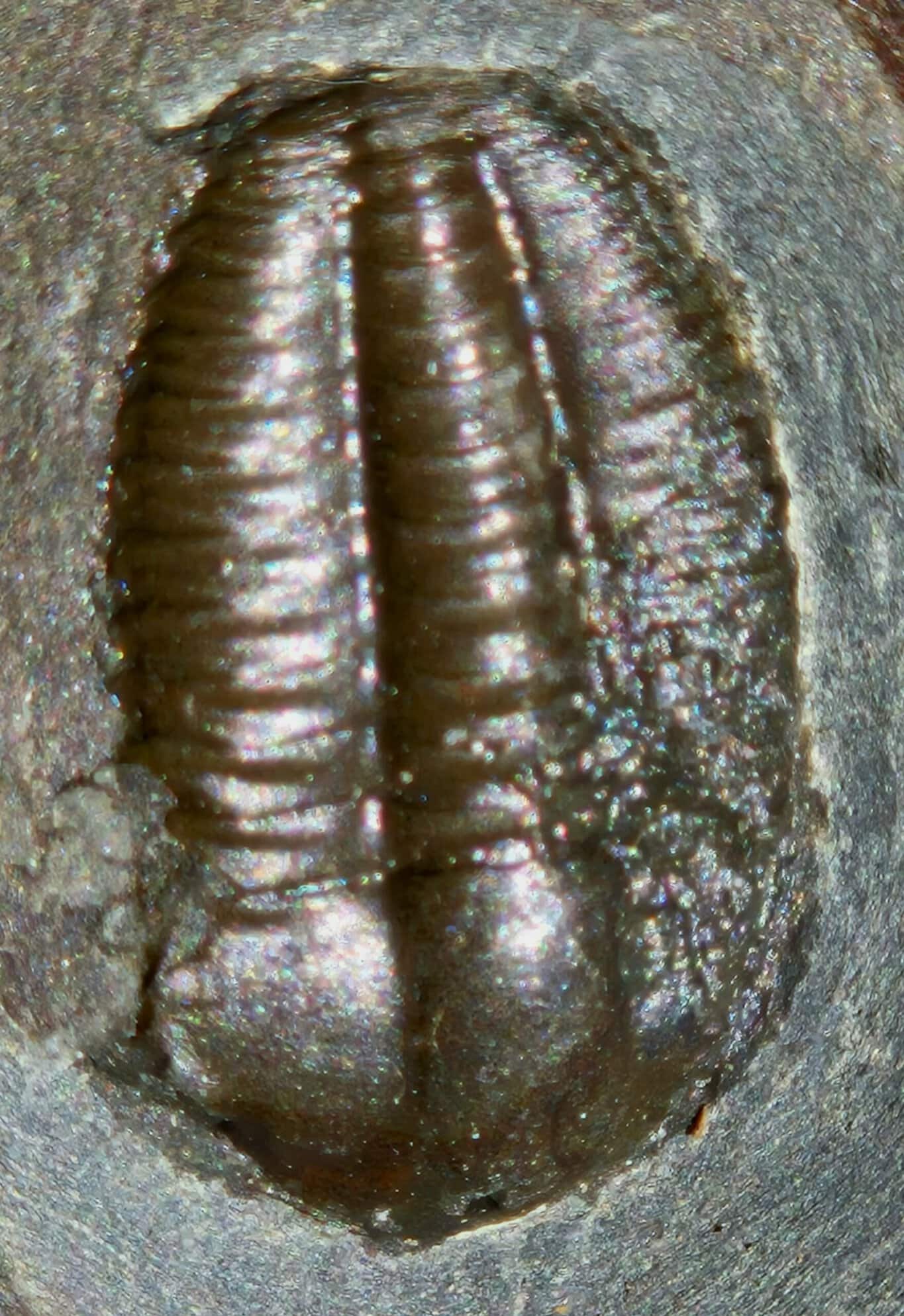 Ellipsocephalus hoffi