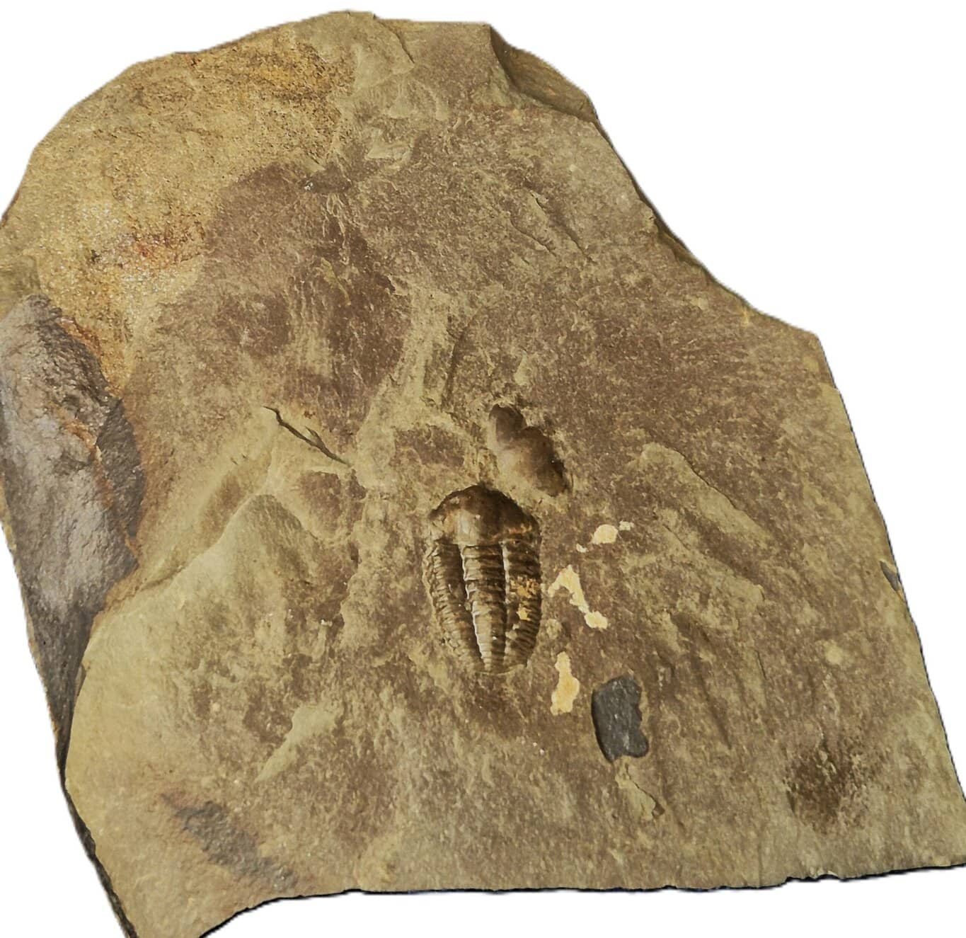 Ellipsoceras Tchéquie