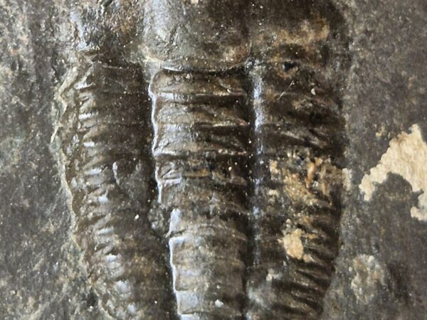 Ellipsoceras Tchéquie