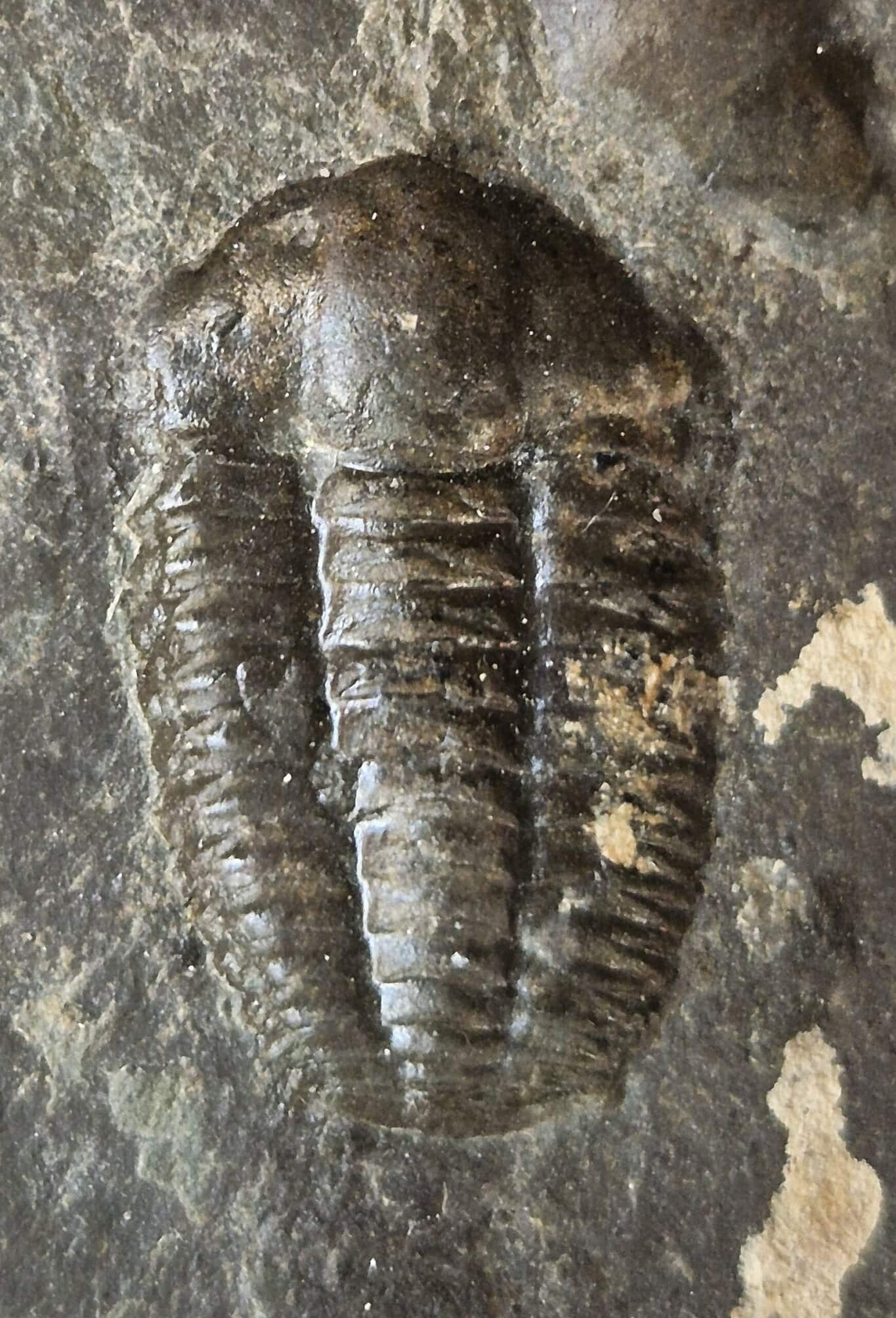 Ellipsoceras Tchéquie