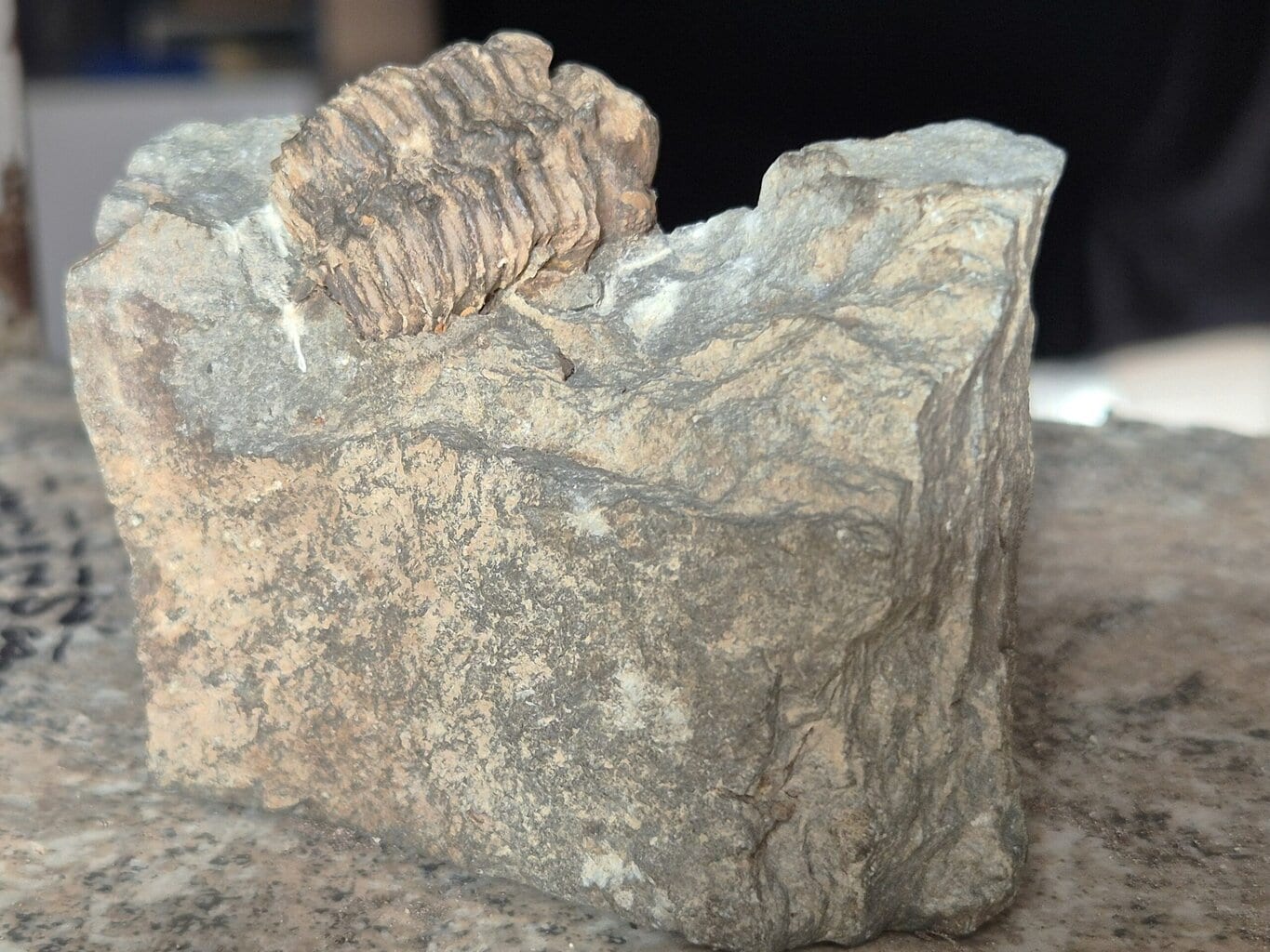 Phacopidina michelini