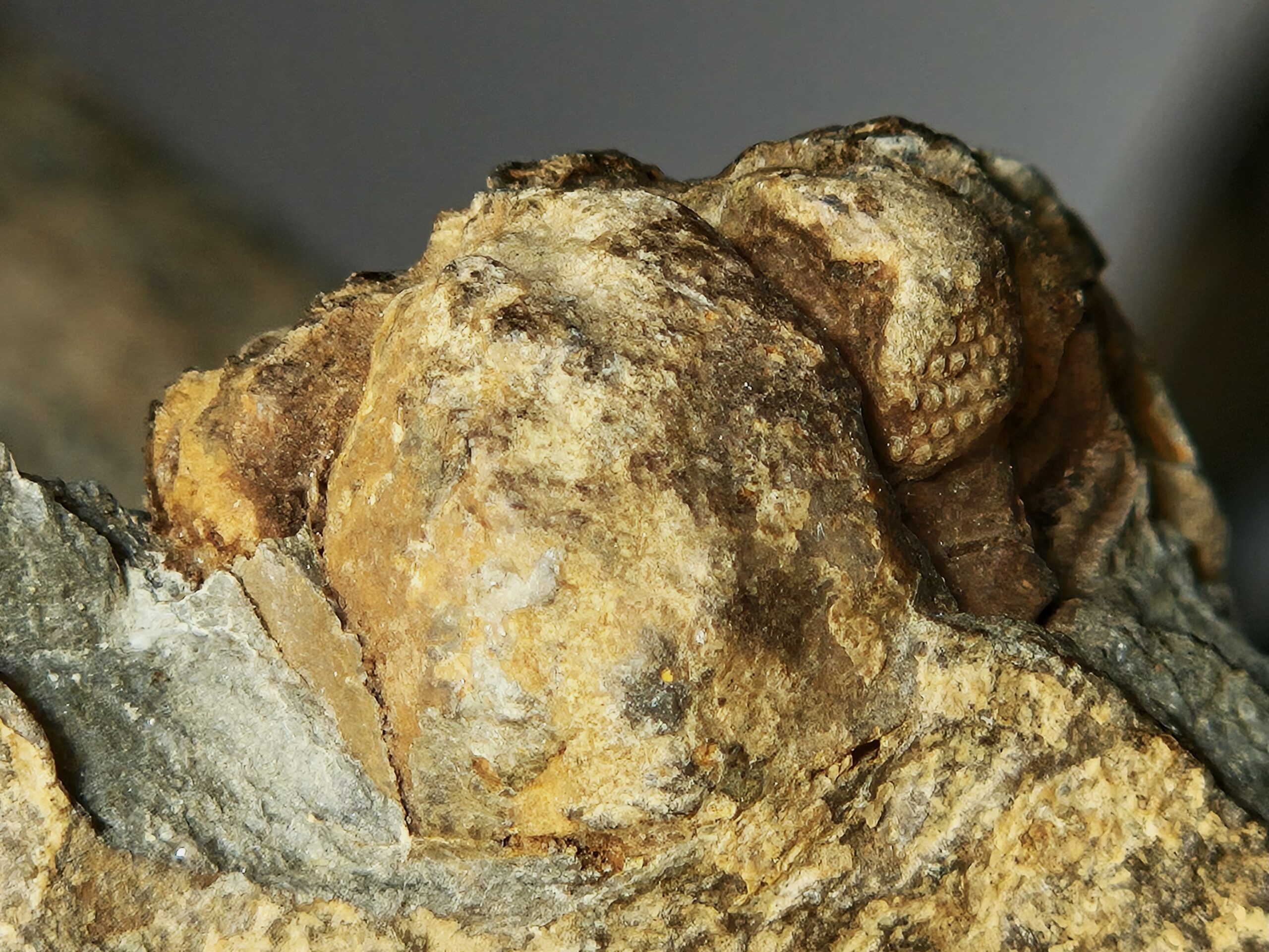 Phacopidina michelini