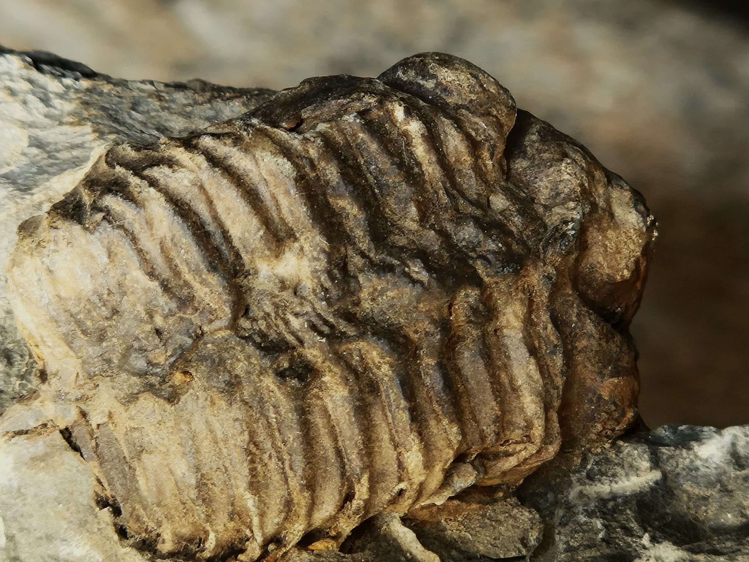 Phacopidina michelini – Image 3
