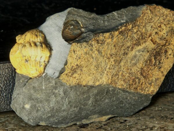 Eodalmatina macrophtalmus