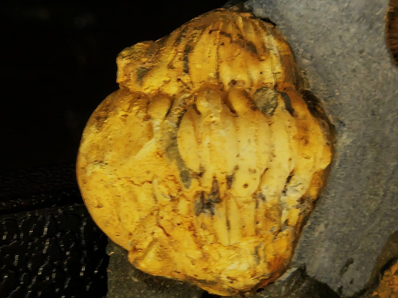 Eodalmatina macrophtalmus – Image 2