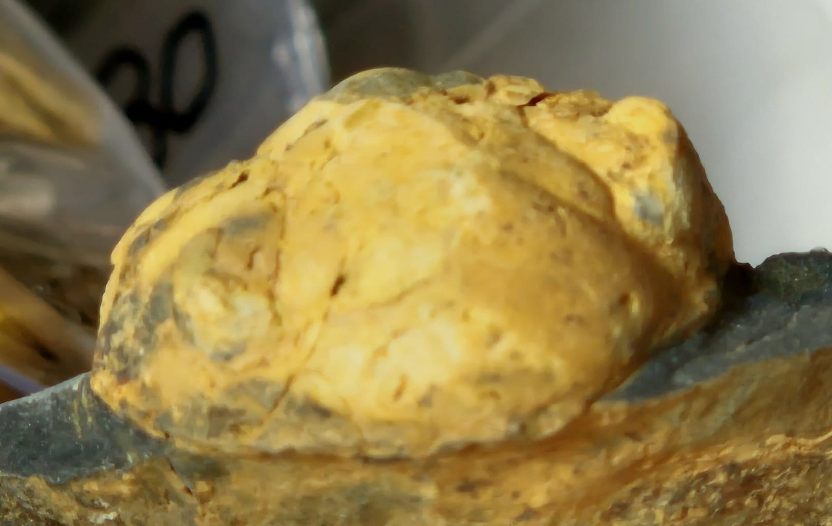 Eodalmatina macrophtalmus – Image 3